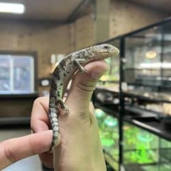Baby Tanimbar Blue Tongue Skinks (T. scincoides chimaerea) For Sale - Underground Reptiles