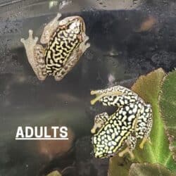 Starry Night Reed Frog (Hyperolius Sp) For Sale - Underground Reptiles