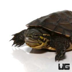 Baby Vietnamese Pond Turtles For Sale - Underground Reptiles