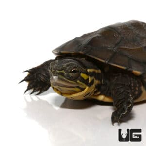 Turtles For Sale - Underground Reptiles