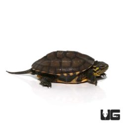 Baby Vietnamese Pond Turtles For Sale - Underground Reptiles
