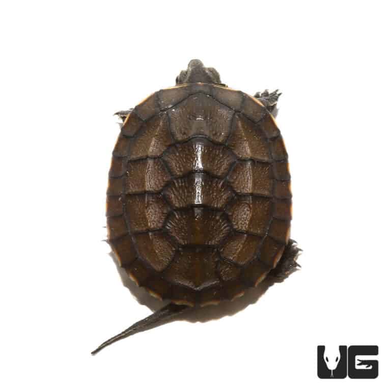 Baby Vietnamese Pond Turtles For Sale - Underground Reptiles