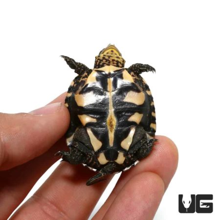 Baby Vietnamese Pond Turtles For Sale - Underground Reptiles