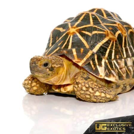 Indian Star Tortoises For Sale - Underground Reptiles
