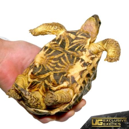Indian Star Tortoises For Sale - Underground Reptiles