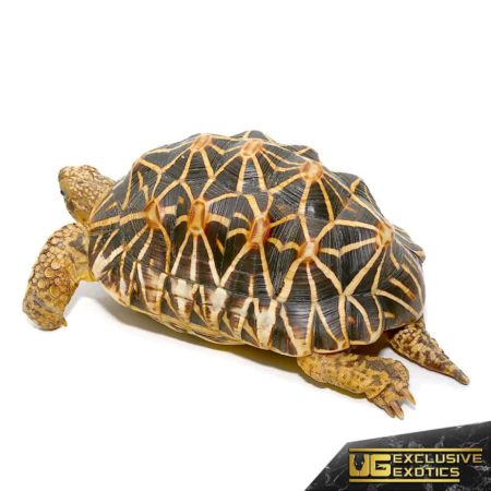 Indian Star Tortoises For Sale - Underground Reptiles