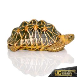 Indian Star Tortoises For Sale - Underground Reptiles