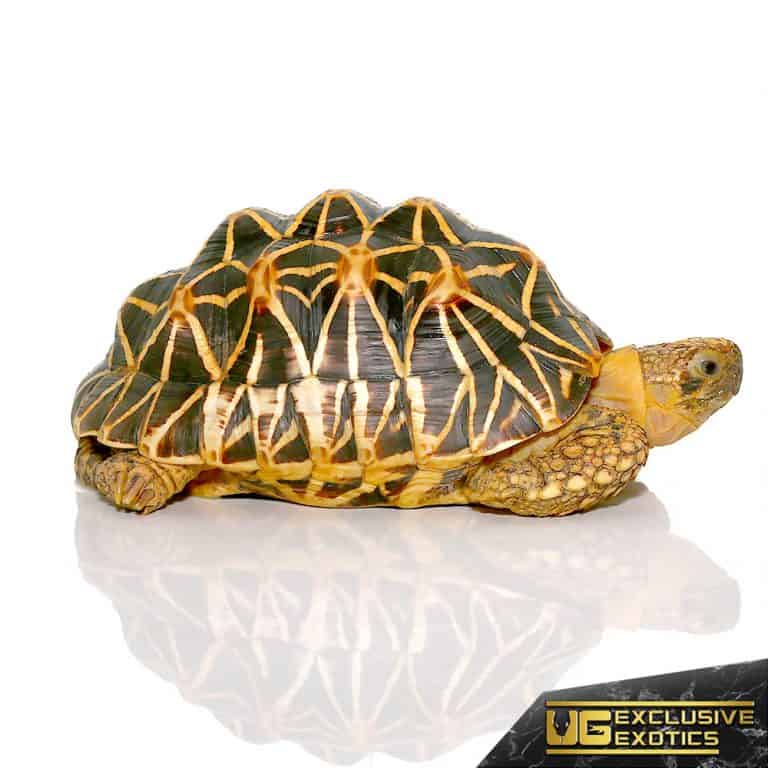 Indian Star Tortoises For Sale Underground Reptiles