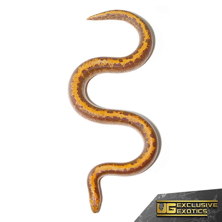 Striped Kenyan Sand Boas For Sale Underground Reptiles