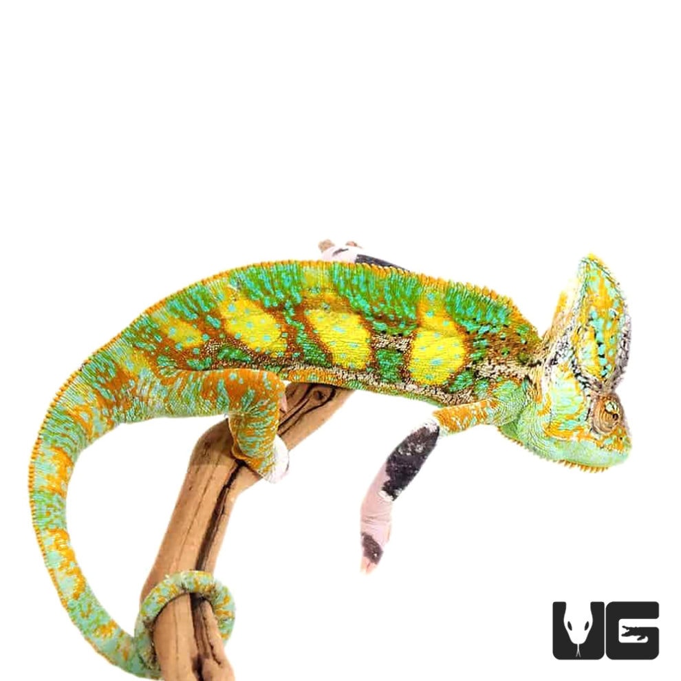 12+ Inch Translucent Veiled Chameleon For Sale - Underground Reptiles