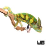12+ Inch Translucent Veiled Chameleons For Sale - Underground Reptiles