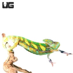 12+ Inch Translucent Veiled Chameleons For Sale - Underground Reptiles