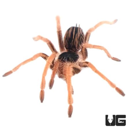 Colombian Giant RedLeg Tarantula For Sale - Underground Reptiles