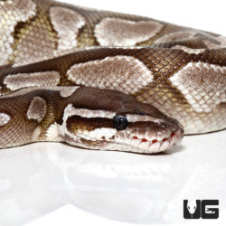 Female VPI Axanthic Butter Ball Pythons For Sale - Underground Reptiles