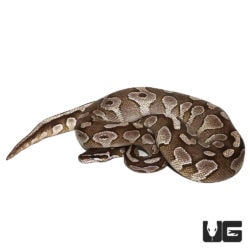 Female VPI Axanthic Butter Ball Pythons For Sale - Underground Reptiles