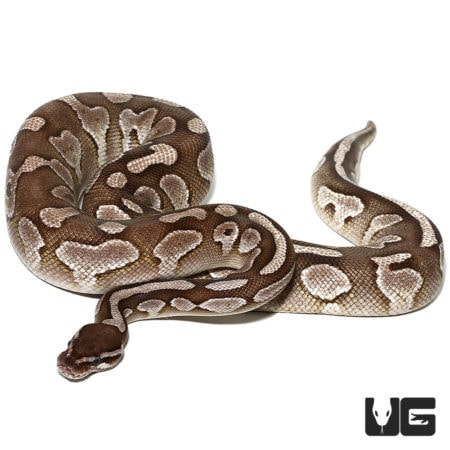 Female VPI Axanthic Butter Ball Pythons For Sale - Underground Reptiles