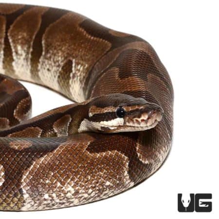 VPI Axanthic Enchi Ball Pythons For Sale - Underground Reptiles