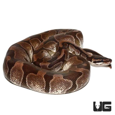 VPI Axanthic Enchi Ball Pythons For Sale - Underground Reptiles