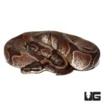 VPI Axanthic Enchi Ball Pythons For Sale - Underground Reptiles