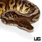  Flare Inferno Ball Pythons For Sale - Underground Reptiles