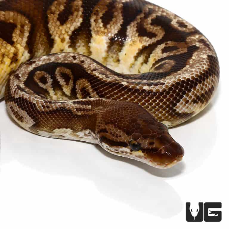 Baby Ball Pythons For Sale - Underground Reptiles