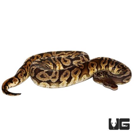  Flare Inferno Ball Pythons For Sale - Underground Reptiles