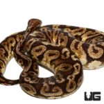  Flare Inferno Ball Pythons For Sale - Underground Reptiles