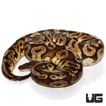  Flare Inferno Ball Pythons For Sale - Underground Reptiles
