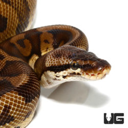  Leopard Nanny Pastel Ball Pythons For Sale - Underground Reptiles