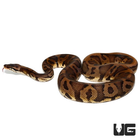  Leopard Nanny Pastel Ball Pythons For Sale - Underground Reptiles