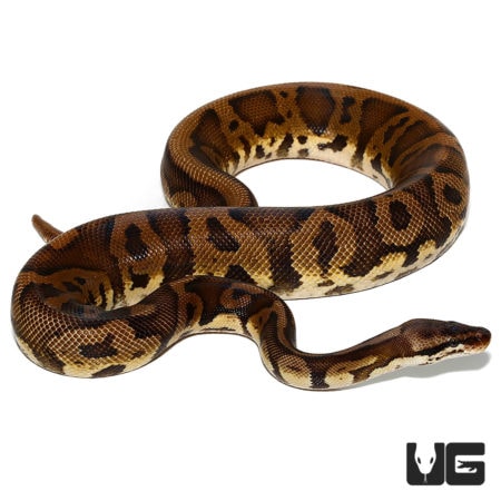  Leopard Nanny Pastel Ball Pythons For Sale - Underground Reptiles