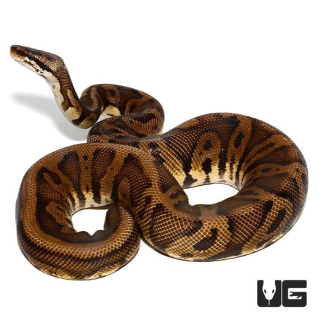  Leopard Nanny Pastel Ball Pythons For Sale - Underground Reptiles