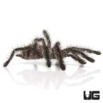 .25 – .75 Inch Purple Pinktoe Tarantula (Avicularia purpurea) For Sale - Underground Reptiles