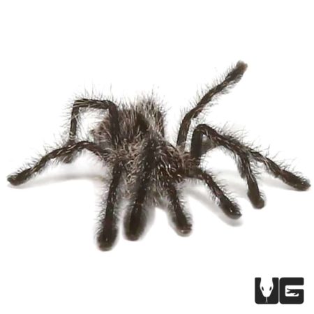.25 – .75 Inch Purple Pinktoe Tarantula (Avicularia purpurea) For Sale - Underground Reptiles
