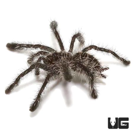 .25 – .75 Inch Purple Pinktoe Tarantula (Avicularia purpurea) For Sale - Underground Reptiles