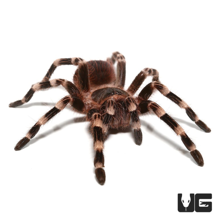 Brazilian White Knee Tarantulas For Sale - Underground Reptiles