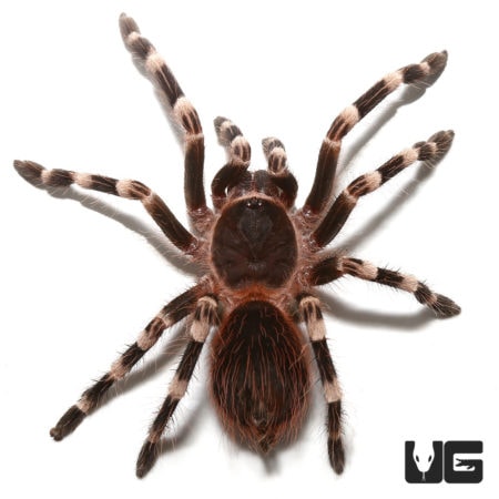 Brazilian White Knee Tarantulas (Acanthoscurria geniculata) For Sale - Underground Reptiles