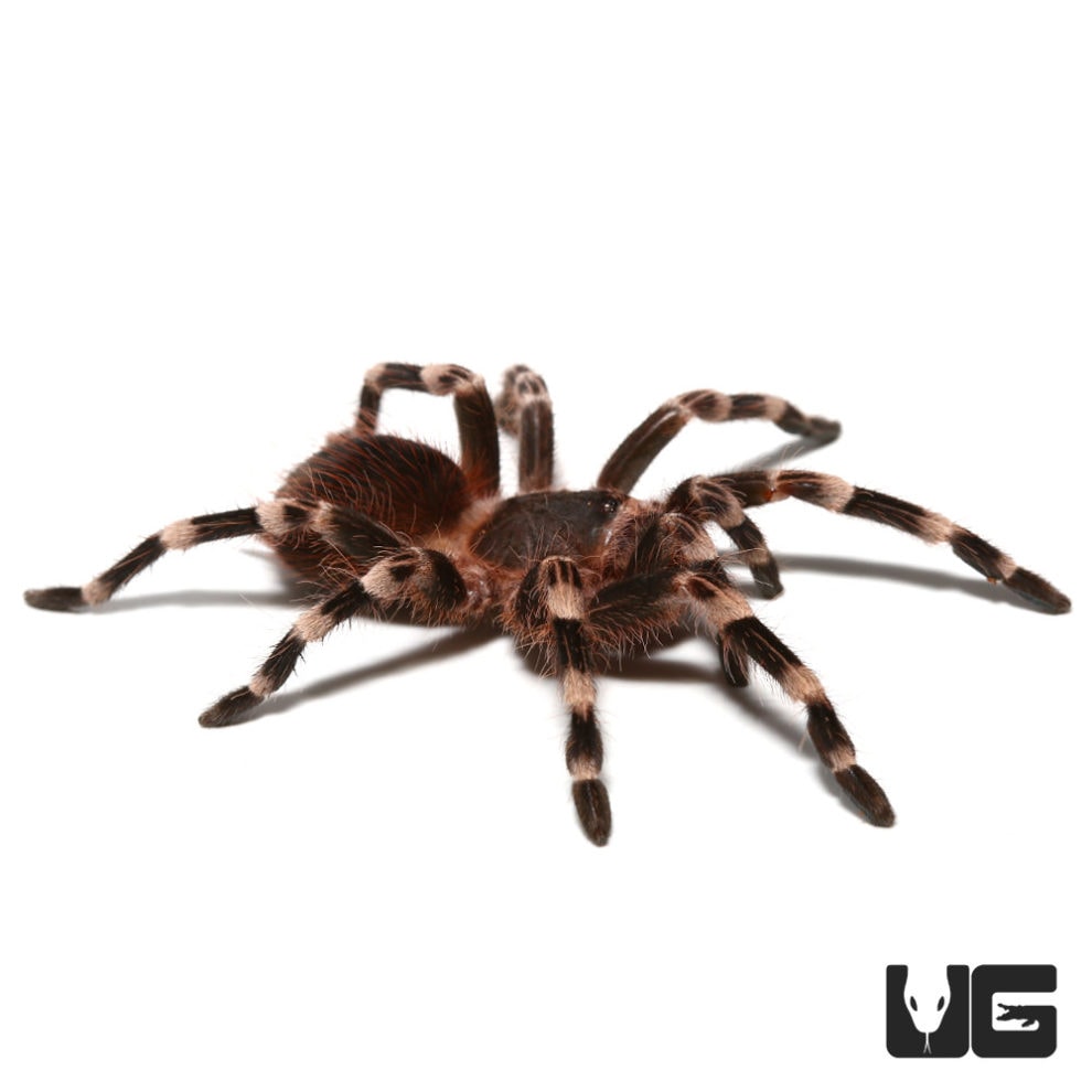 Brazilian White Knee Tarantulas For Sale - Underground Reptiles