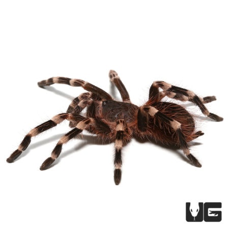 Brazilian White Knee Tarantulas For Sale - Underground Reptiles