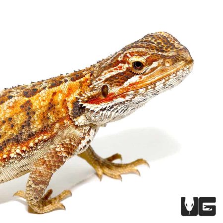 Red Citrus Bearded Dragon For Sale - Underground Reptiles