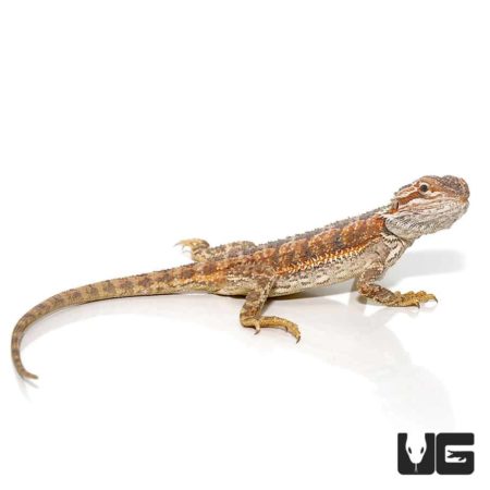 Red Citrus Bearded Dragon For Sale - Underground Reptiles