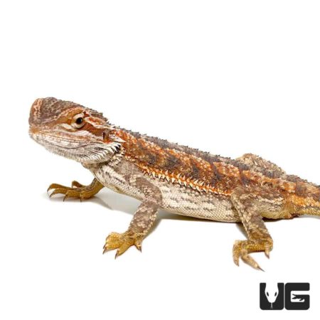 Red Citrus Bearded Dragon For Sale - Underground Reptiles
