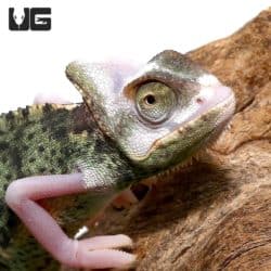 6-8 Inch High White Translucent Veiled Chameleons (Chamaeleo calyptratus) For Sale - Underground Reptiles