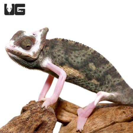 6-8 Inch High White Translucent Veiled Chameleons (Chamaeleo calyptratus) For Sale - Underground Reptiles