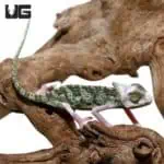 6-8 Inch High White Translucent Veiled Chameleons (Chamaeleo calyptratus) For Sale - Underground Reptiles
