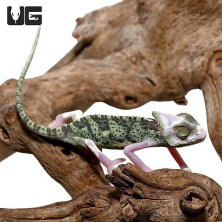 6-8 Inch High White Translucent Veiled Chameleons (Chamaeleo calyptratus) For Sale - Underground Reptiles