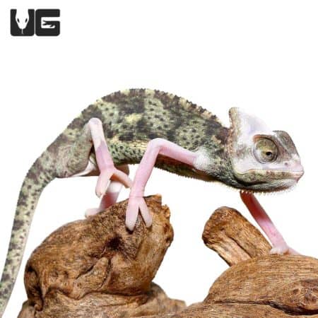 6-8 Inch High White Translucent Veiled Chameleons (Chamaeleo calyptratus) For Sale - Underground Reptiles