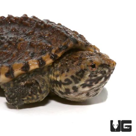 Baby Hypo Common Snapping Turtles For Sale - Underground Reptiles