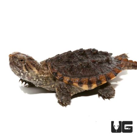 Baby Hypo Common Snapping Turtles For Sale - Underground Reptiles