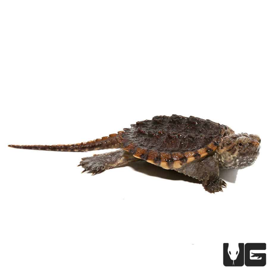 Baby Hypo Common Snapping Turtles For Sale - Underground Reptiles